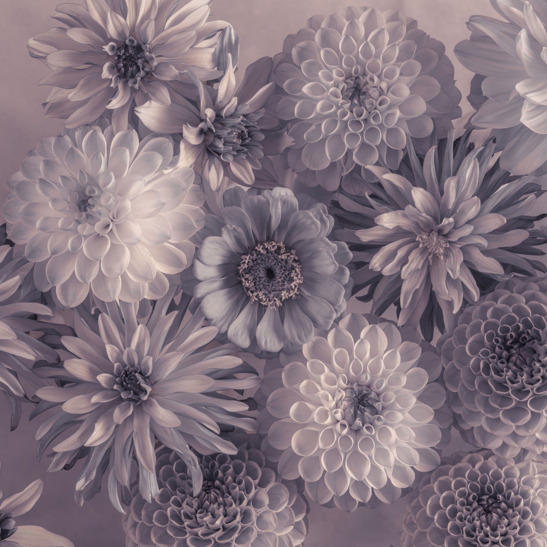 Wandbild Rauchiger Lavendel Botanischer Blumenstrauß