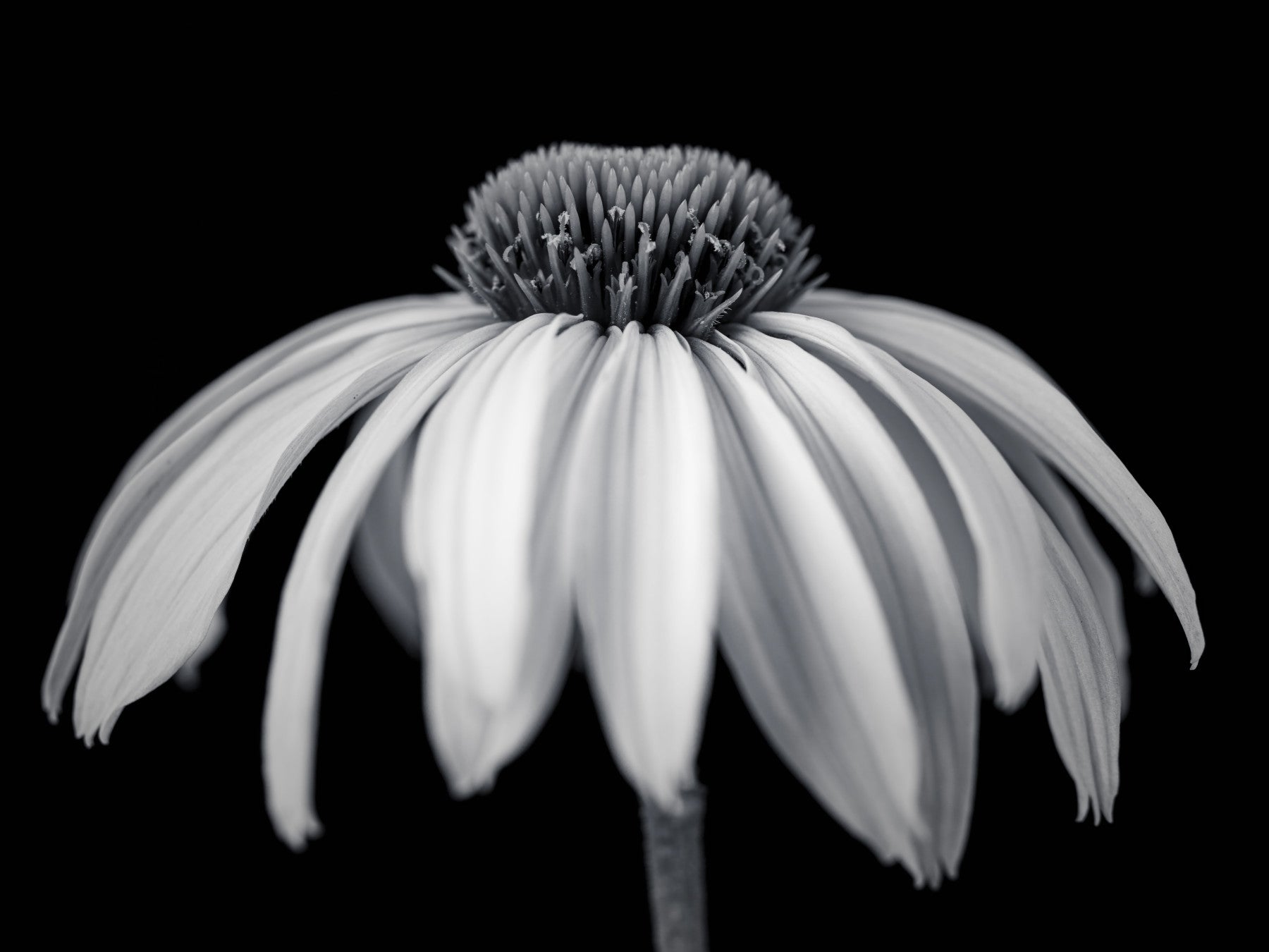 Pictură murală de perete cu floare de Echinacea monocromă