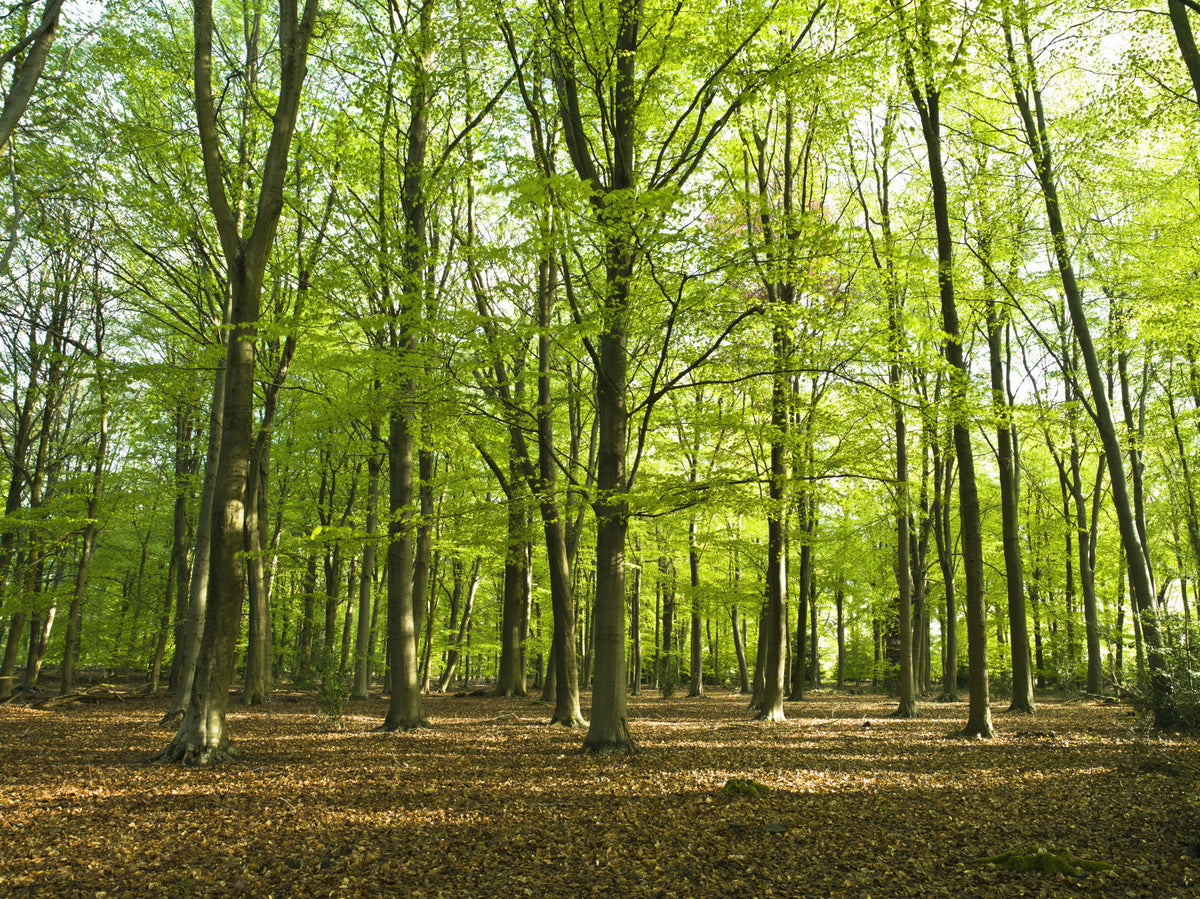 Sunlit Spring Beech Grove Wall Mural in your room