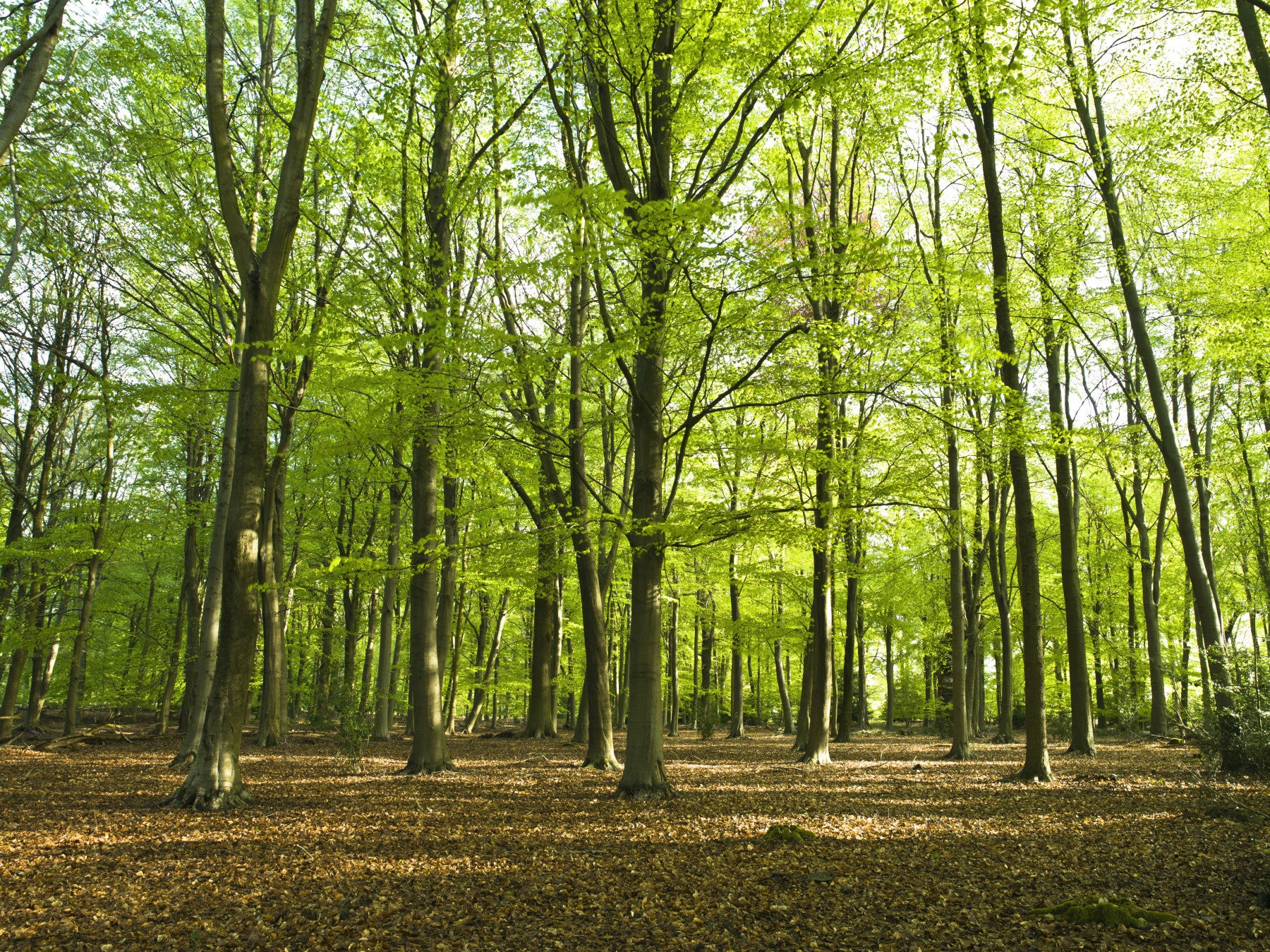 Sunlit Spring Beech Grove Wall Mural
