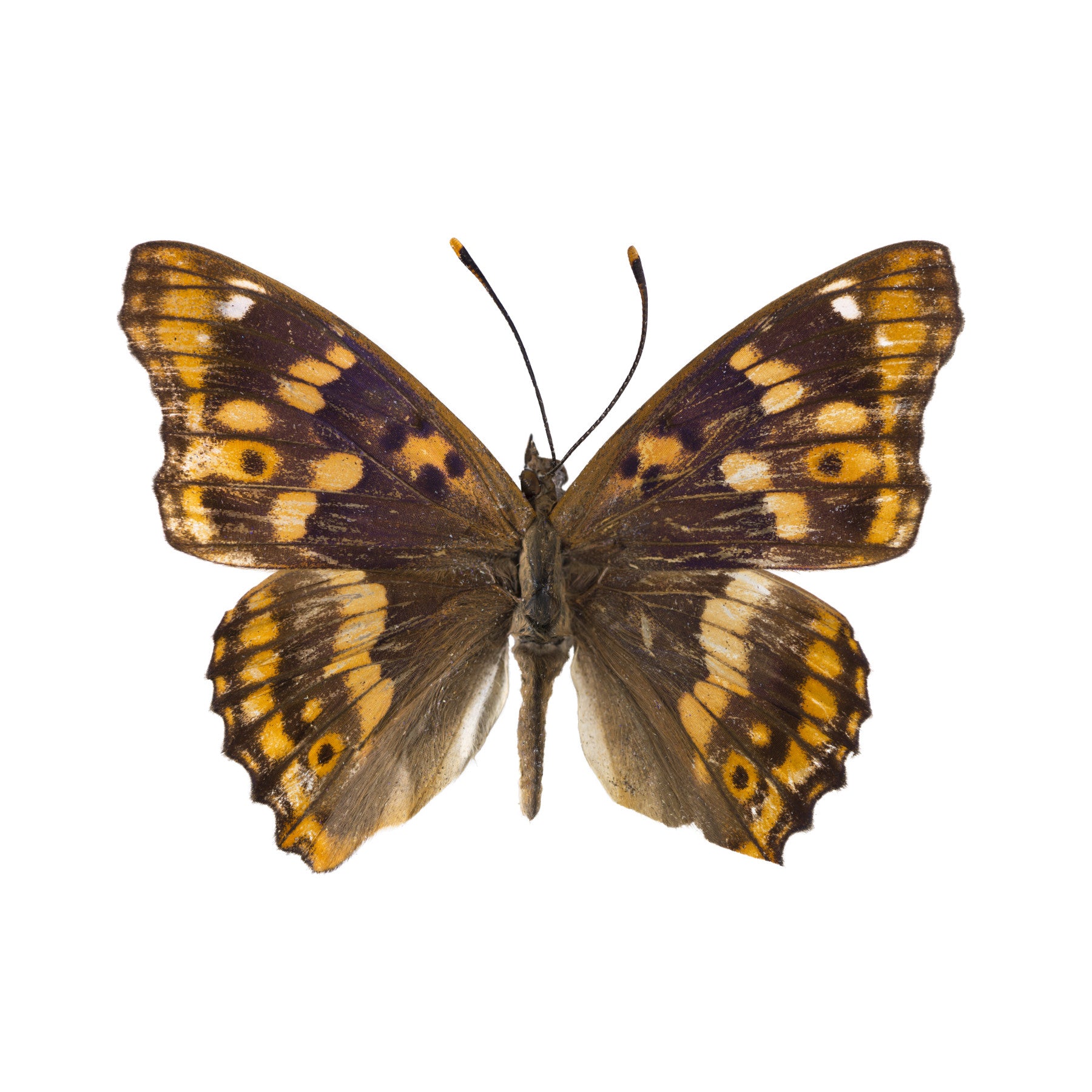 Wandbild Amber Winged Monarch