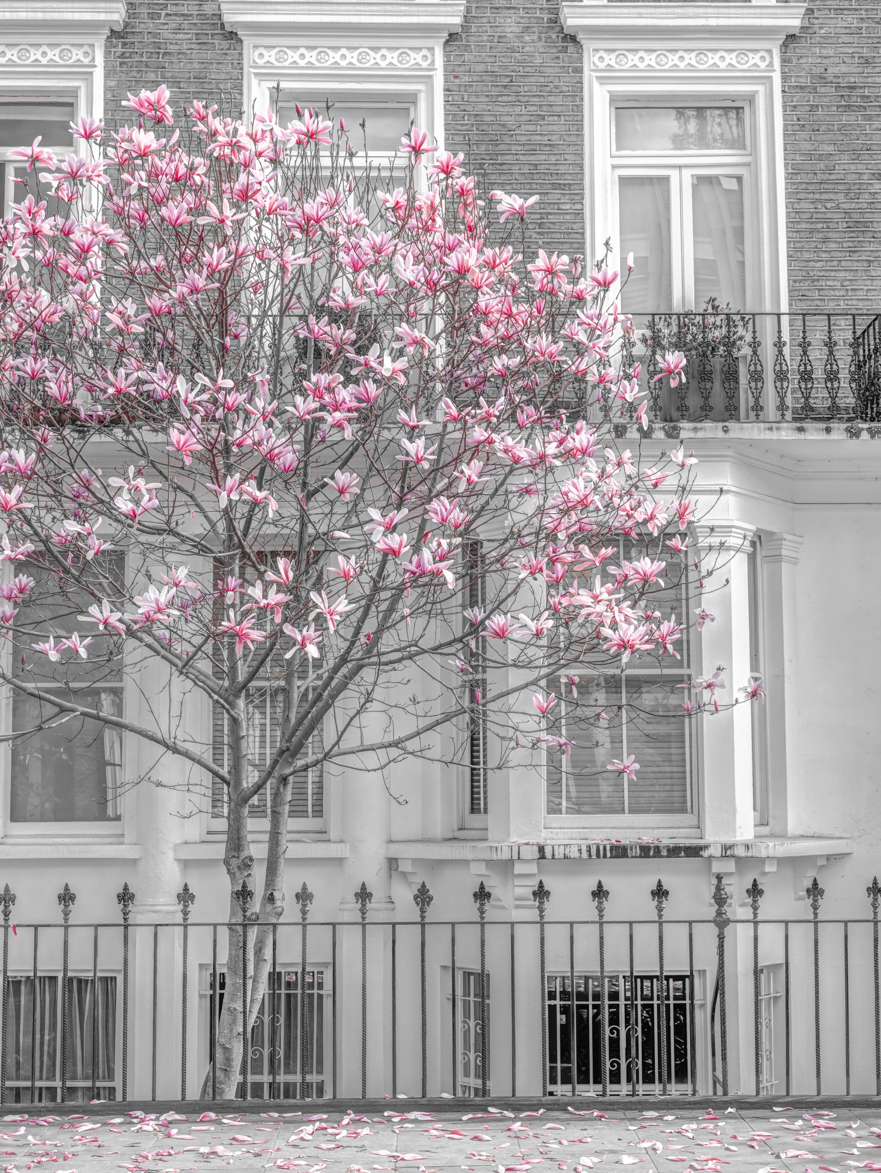 Keväinen magnolia Urban Bloom -seinämaalaus