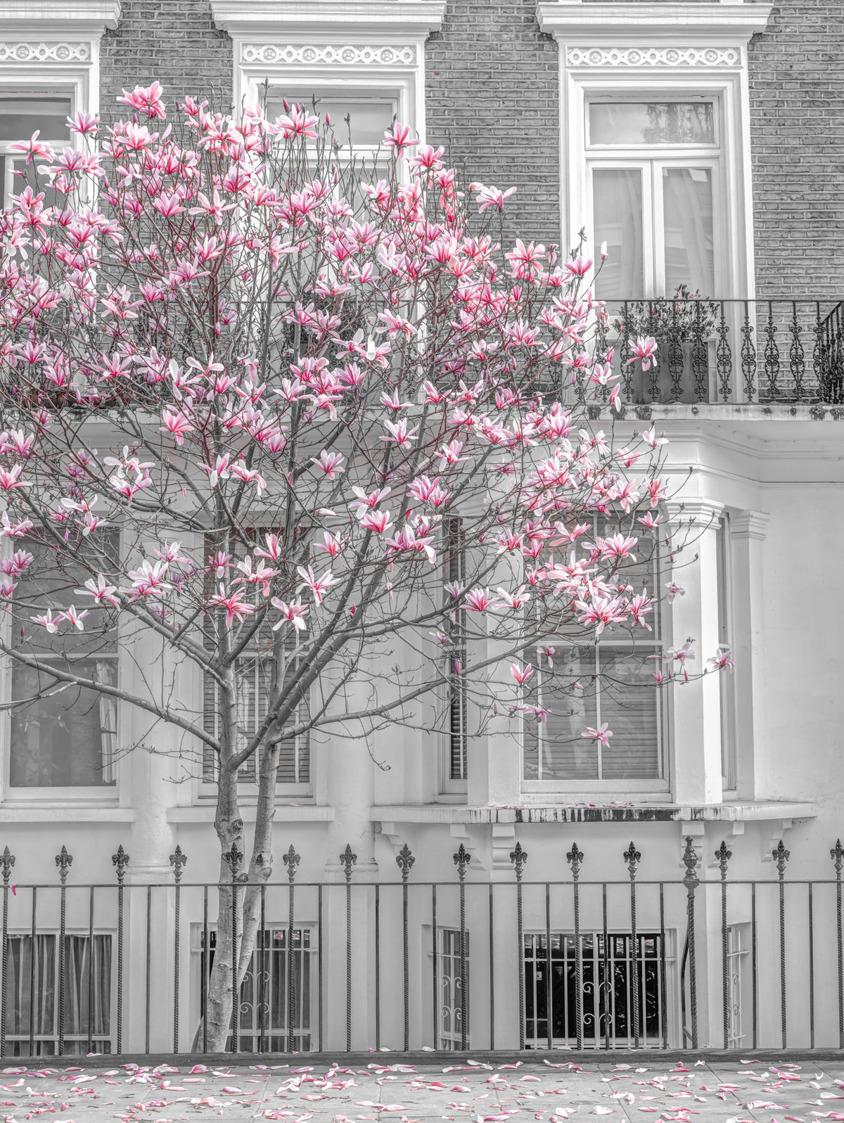 Frühlings-Magnolie Urban Bloom Wandbild in your room