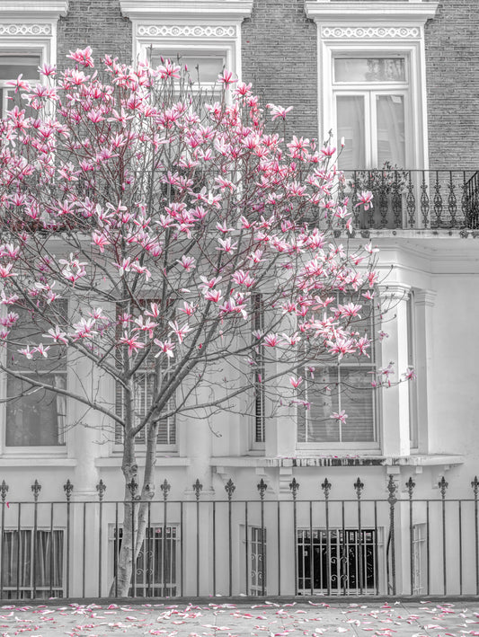 Keväinen magnolia Urban Bloom -seinämaalaus