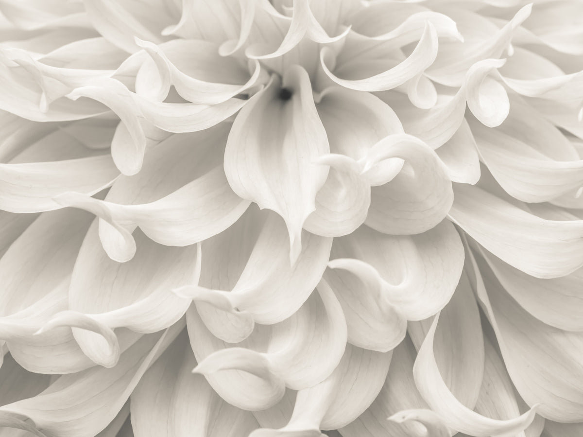 Fototapet Macro Petală Cremă Flow in your room