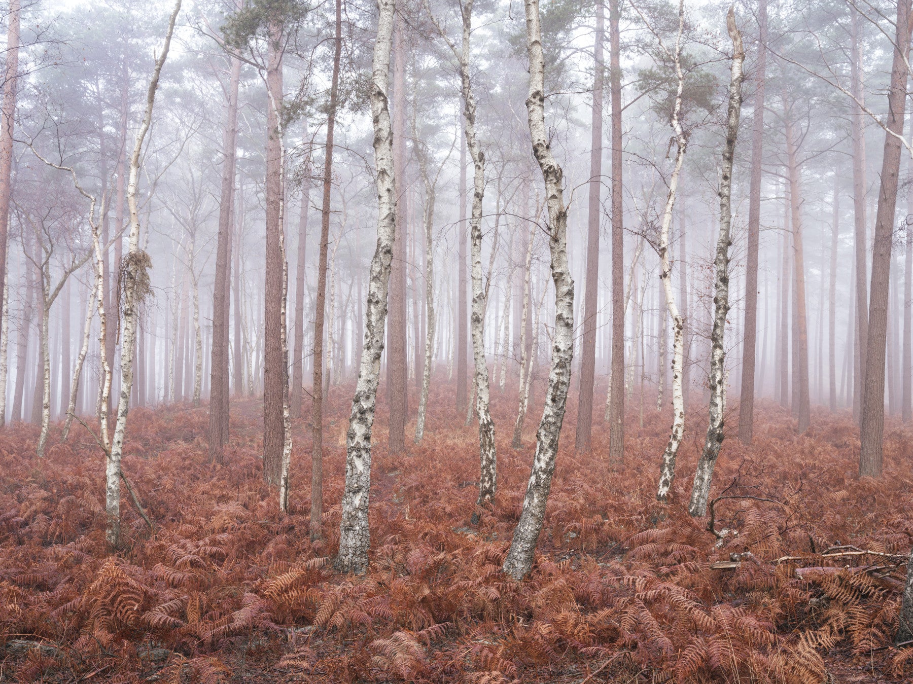 Papier peint panoramique Réveil dans la forêt brumeuse