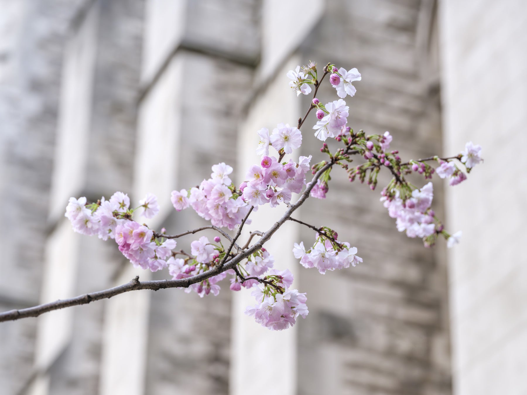 Vægmaleri med forårsblomstrende gren