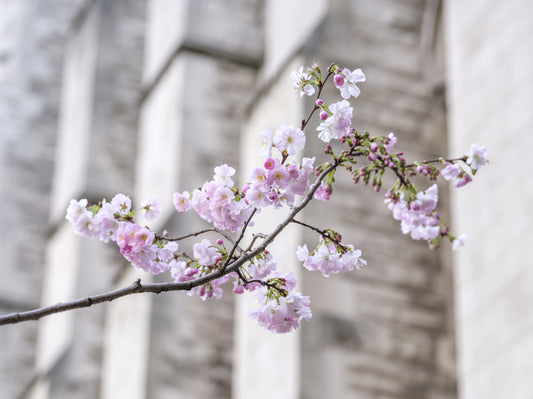Vægmaleri med forårsblomstrende gren