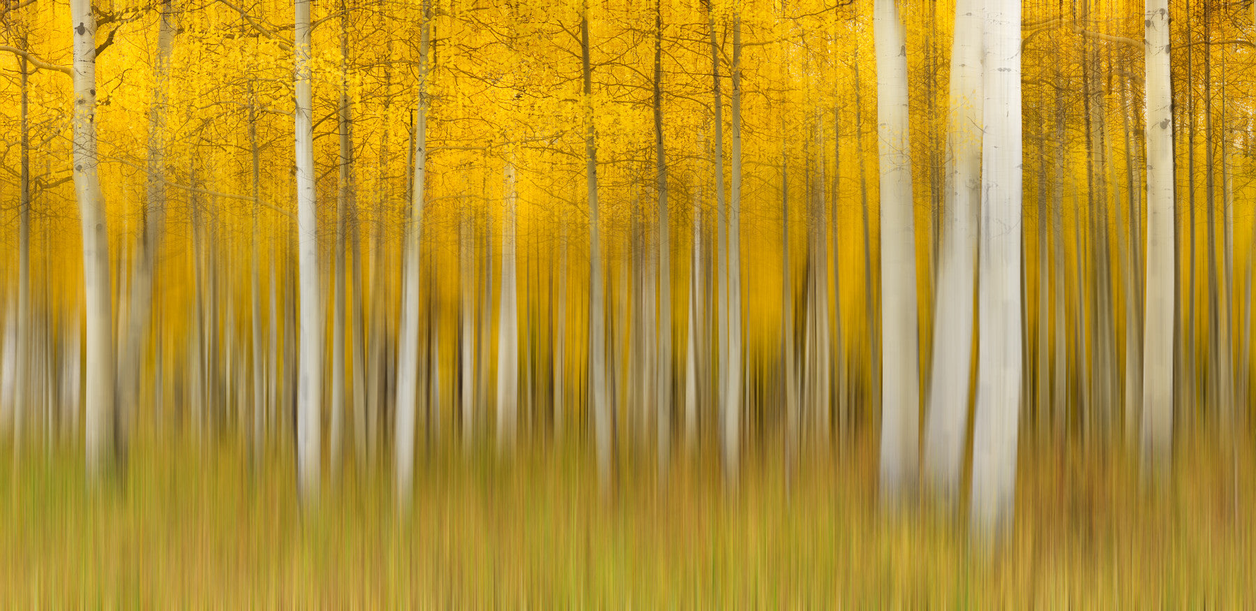 Golden Aspen Forest bevegelsesveggmaleri