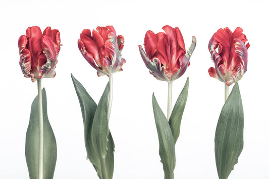 Muurschildering Crimson Parrot Tulip Study