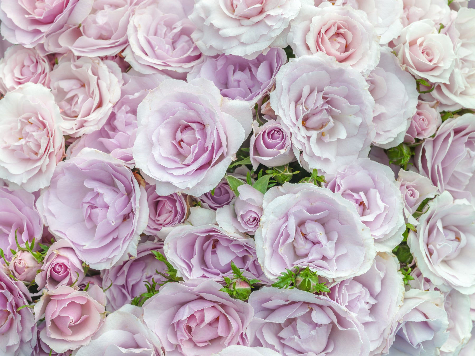 Sanftes Blush Rosengarten Wandbild