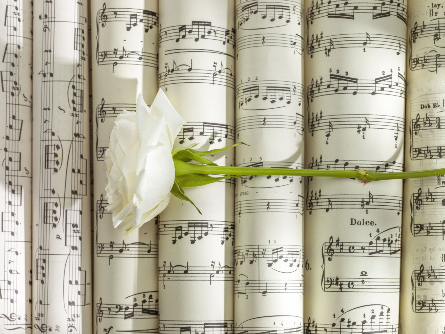 Melodische Weiße Blüten Harmonie Wandbild