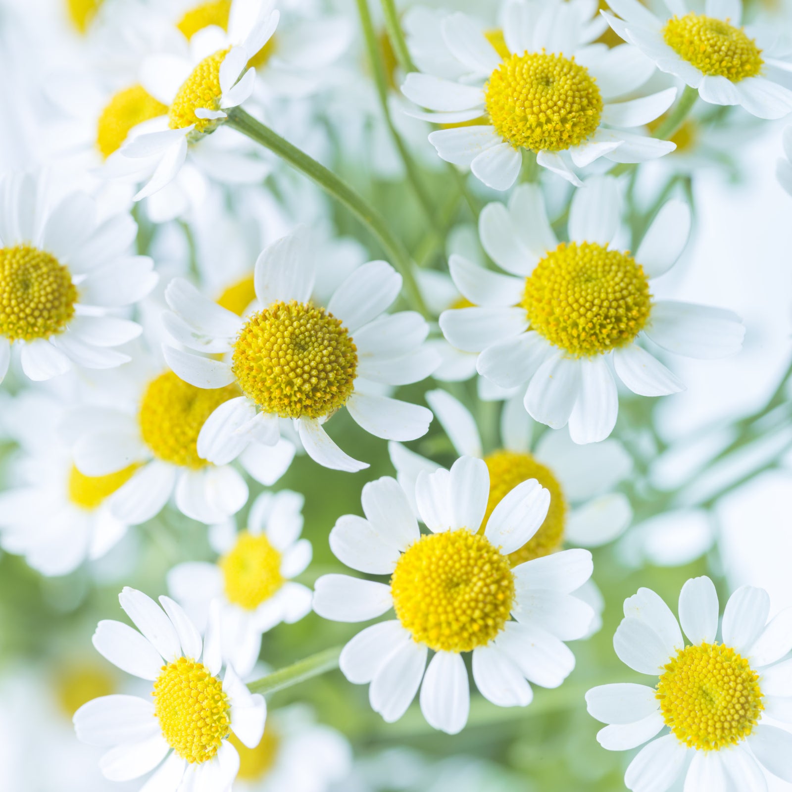 Frühlingswiese Blüten Wandbild