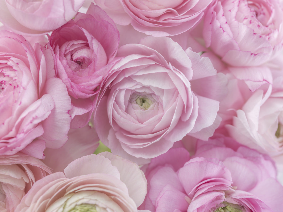 Wandbild mit zartrosa Ranunkelblüte in your room — zoomed