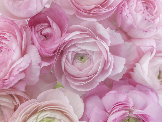 Vægmaleri med blød lyserød ranunkelblomst