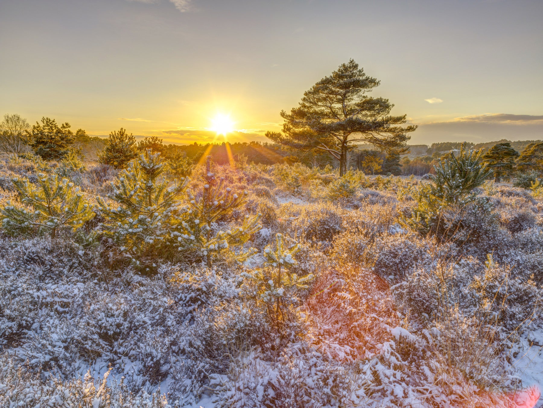 Frosty Morning Woodland Glow Vægmaleri
