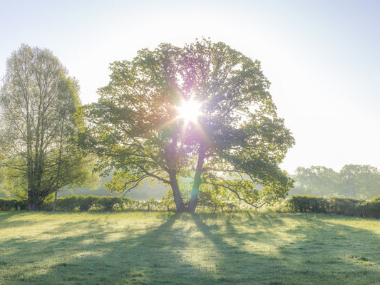 Papier peint panoramique Golden Hour Meadow Canopy