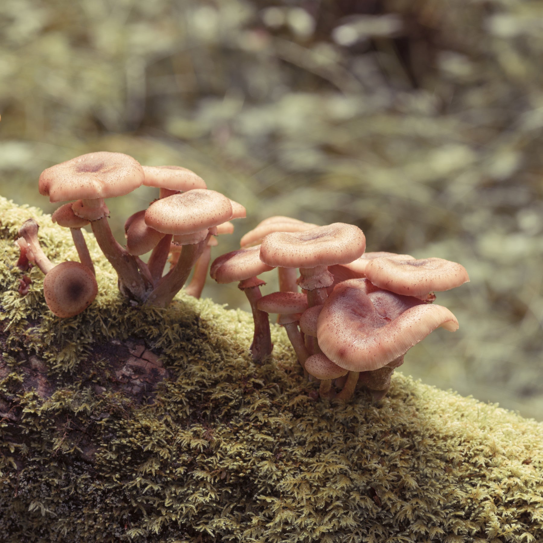 Woodland Fungi Blødt Fokus Botanisk Vægmaleri