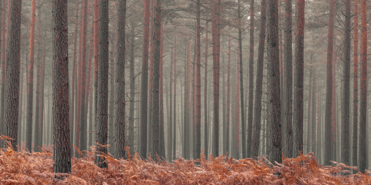 Rustykalna Jesienna Gajowa Fototapeta in your room — zoomed