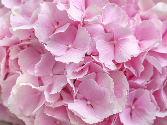 Layered Rose Petal Texture Wall Mural