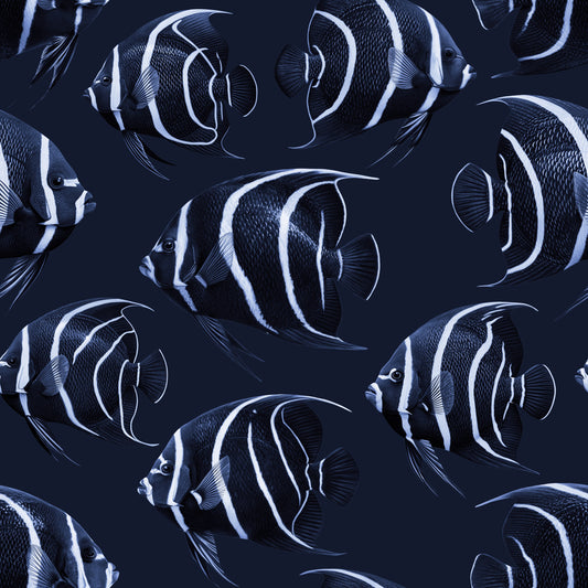 Angel The Fish Wallpaper⁠