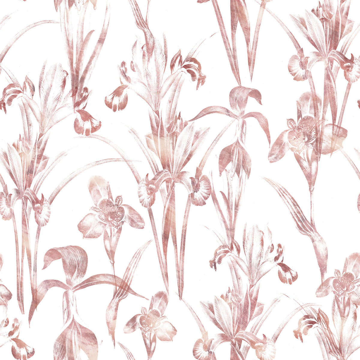 Ätherische Blush-Iris-Garten-Tapete in your room — zoomed