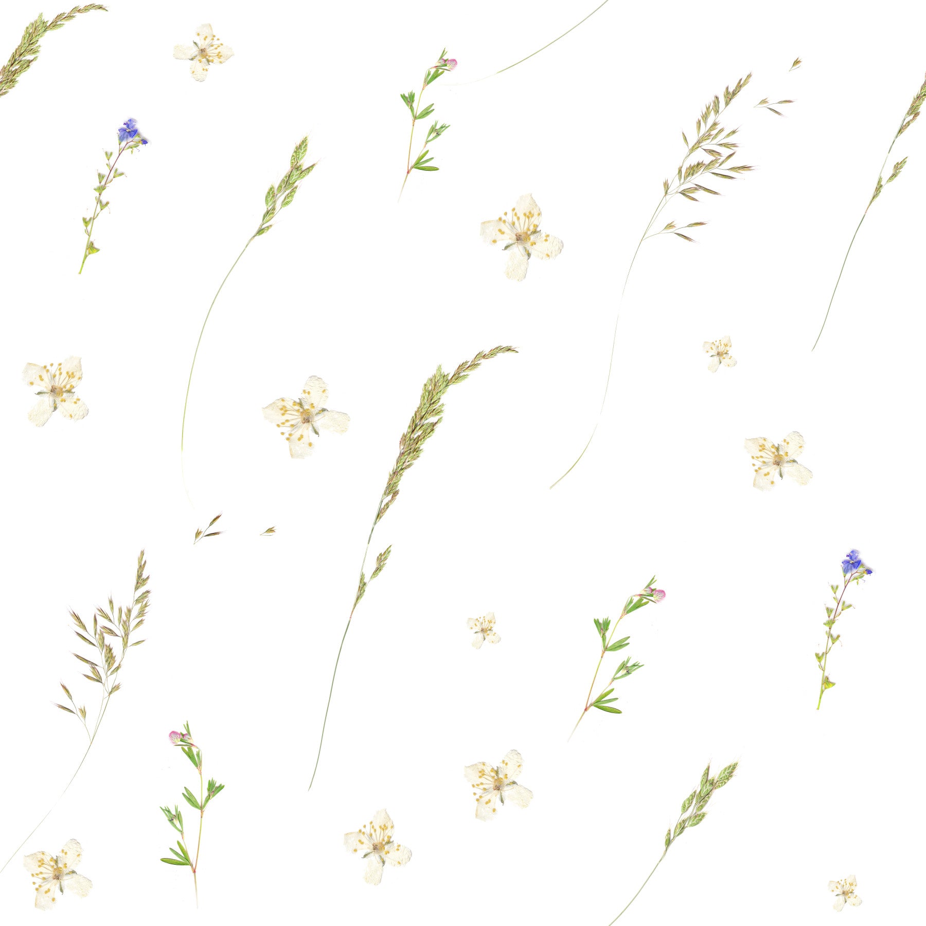 Tapete „Gepresste Wiesenblumen“