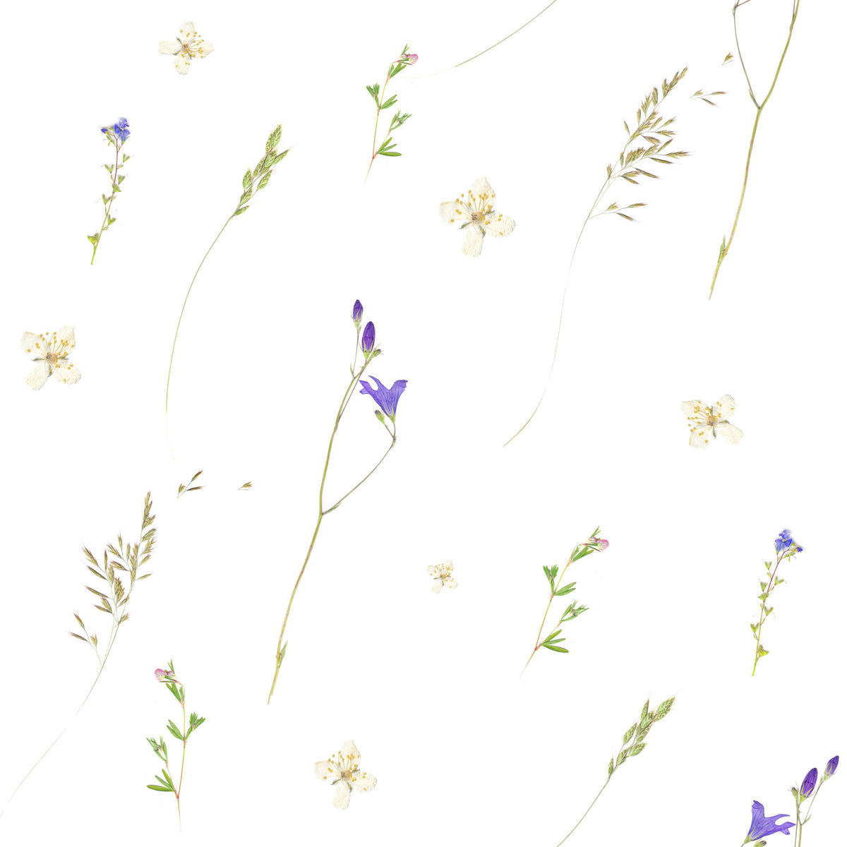 Papier peint d’herbes botaniques pressées