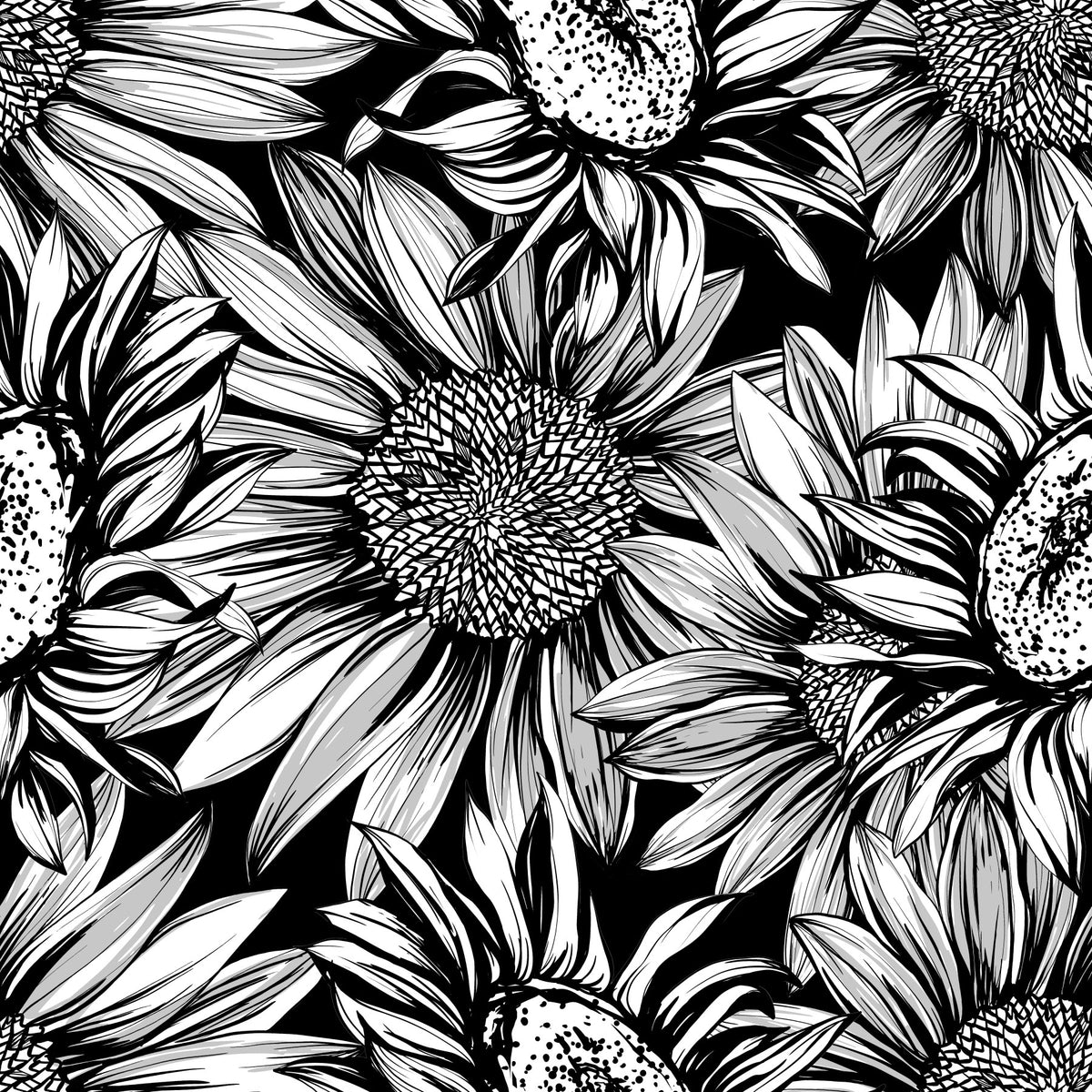 Monokrom solrosskiss med blomning – tapet in your room