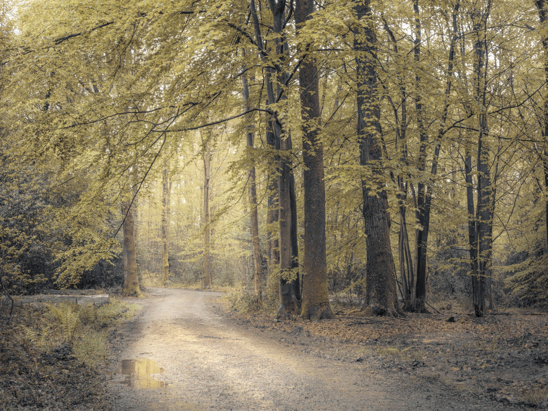 Wandbild „Gedämpfter Herbstwaldweg“
