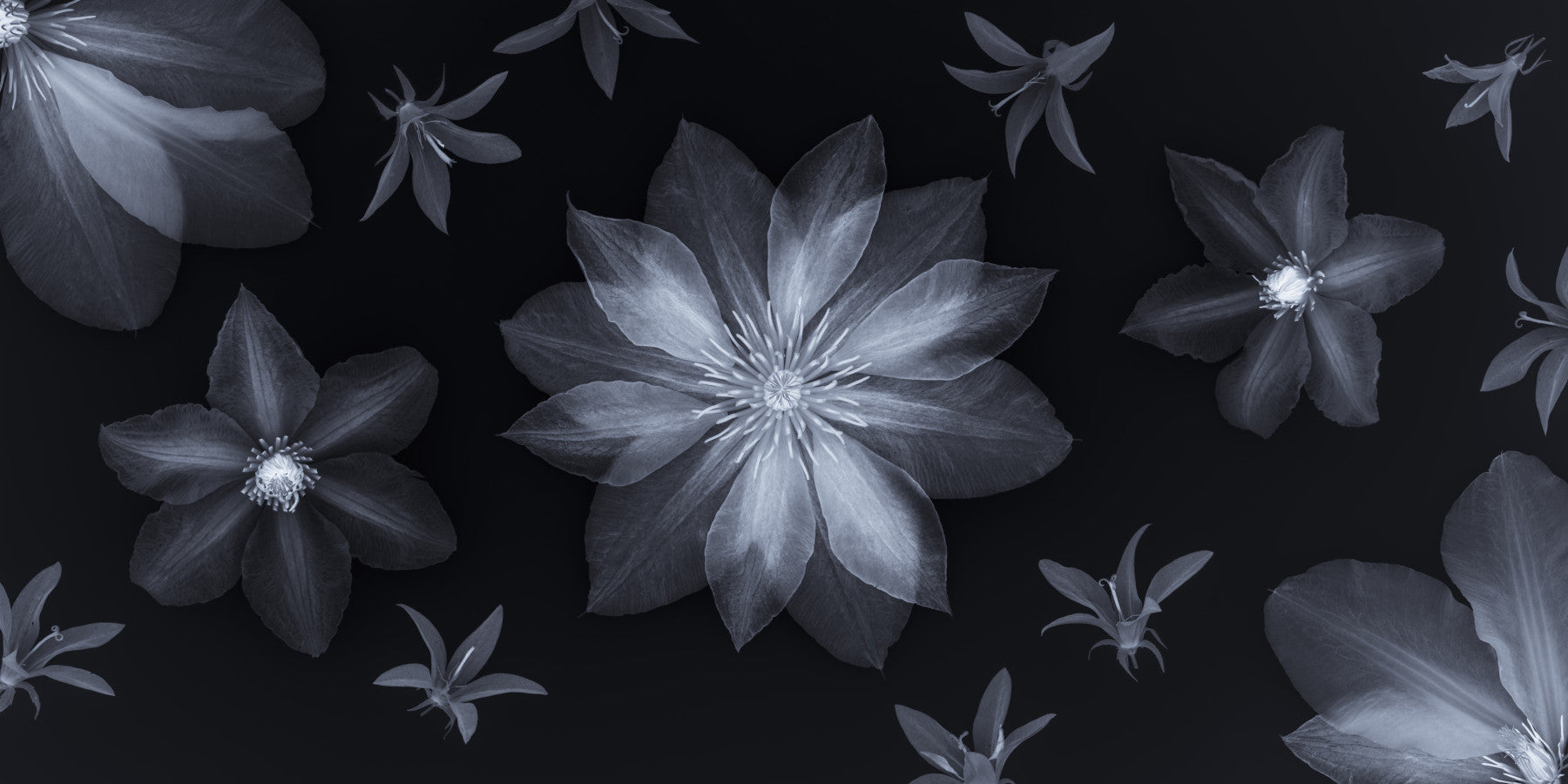 Ethereal Night Flora Wall Mural