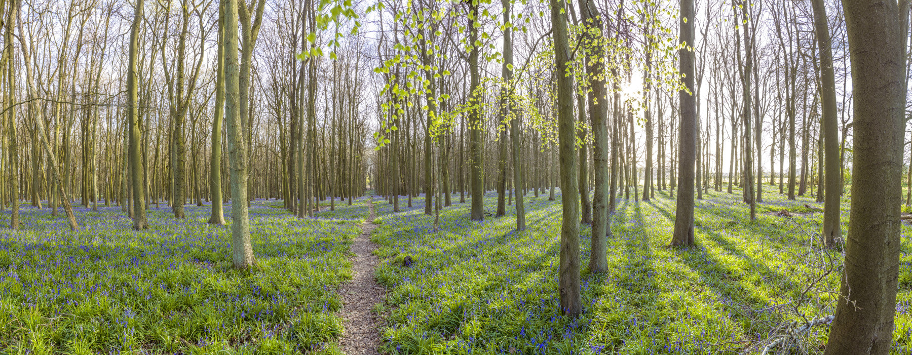 Waldkronen und Blüten im Frühling als Wandbild