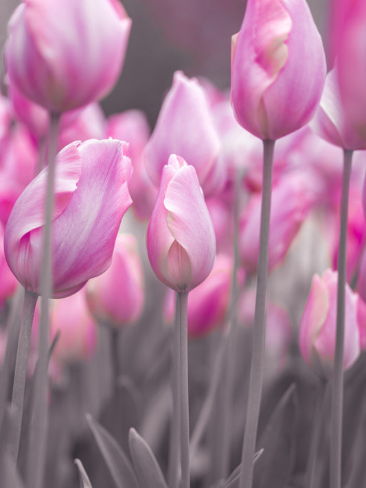 Spring Tulip Macro Study Wall Mural