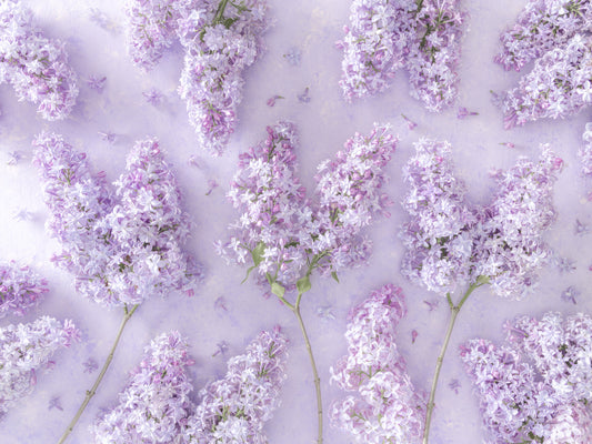 Springtime Lilac Petal Clusters Wall Mural