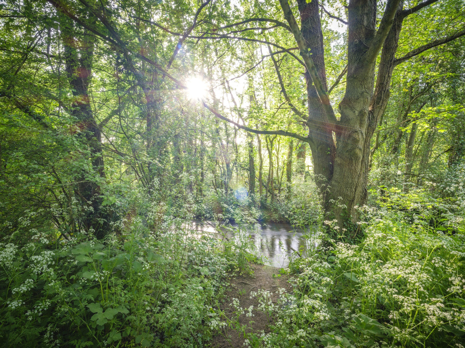 Enchanted Woodland Stream Path Wall Mural