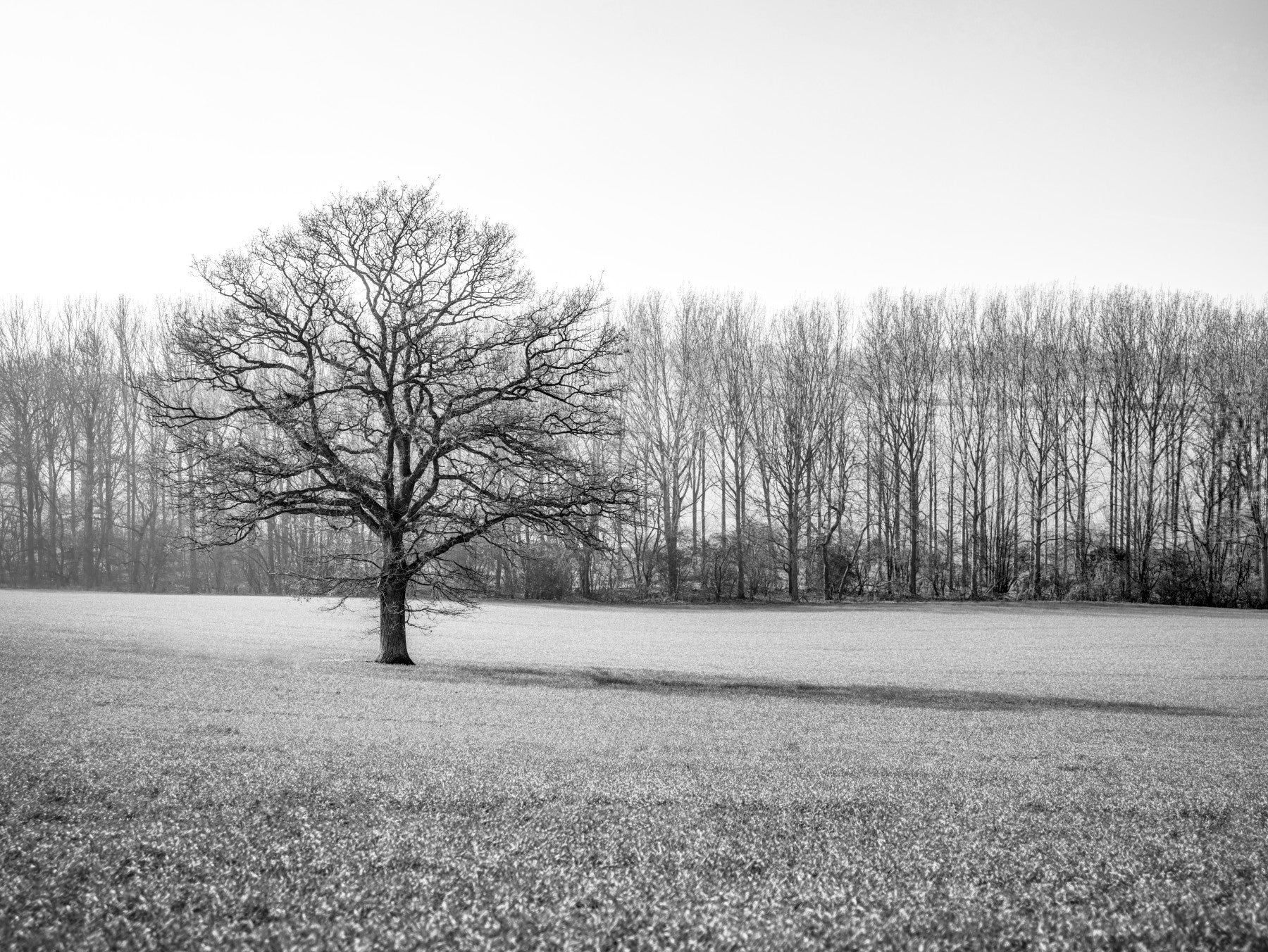 Wandbild „Morgenstimmung auf der nebligen Wiese“