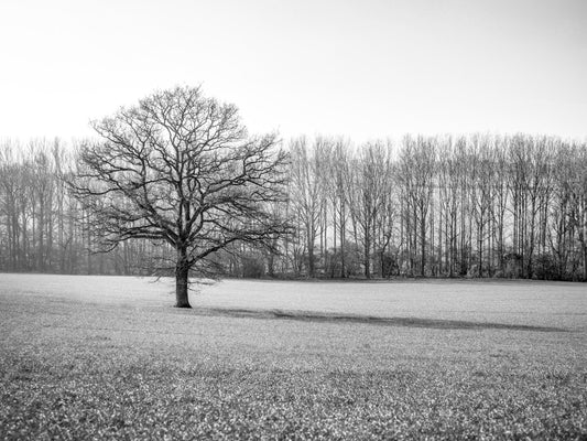 Misty Meadow Morning Wall Mural
