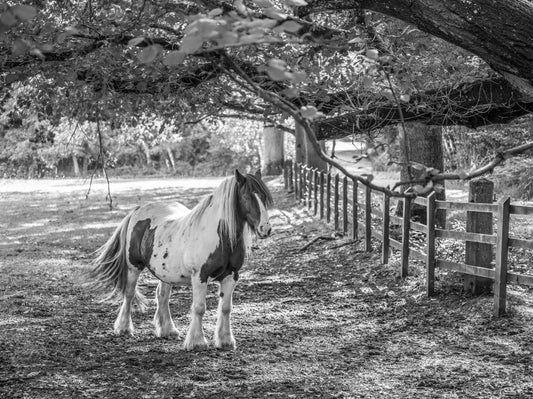 Pastoral Equine Monochrome Landscape Wall Mural