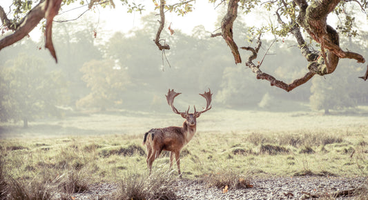 Stag Portrait in Golden Forest Light Wall Mural