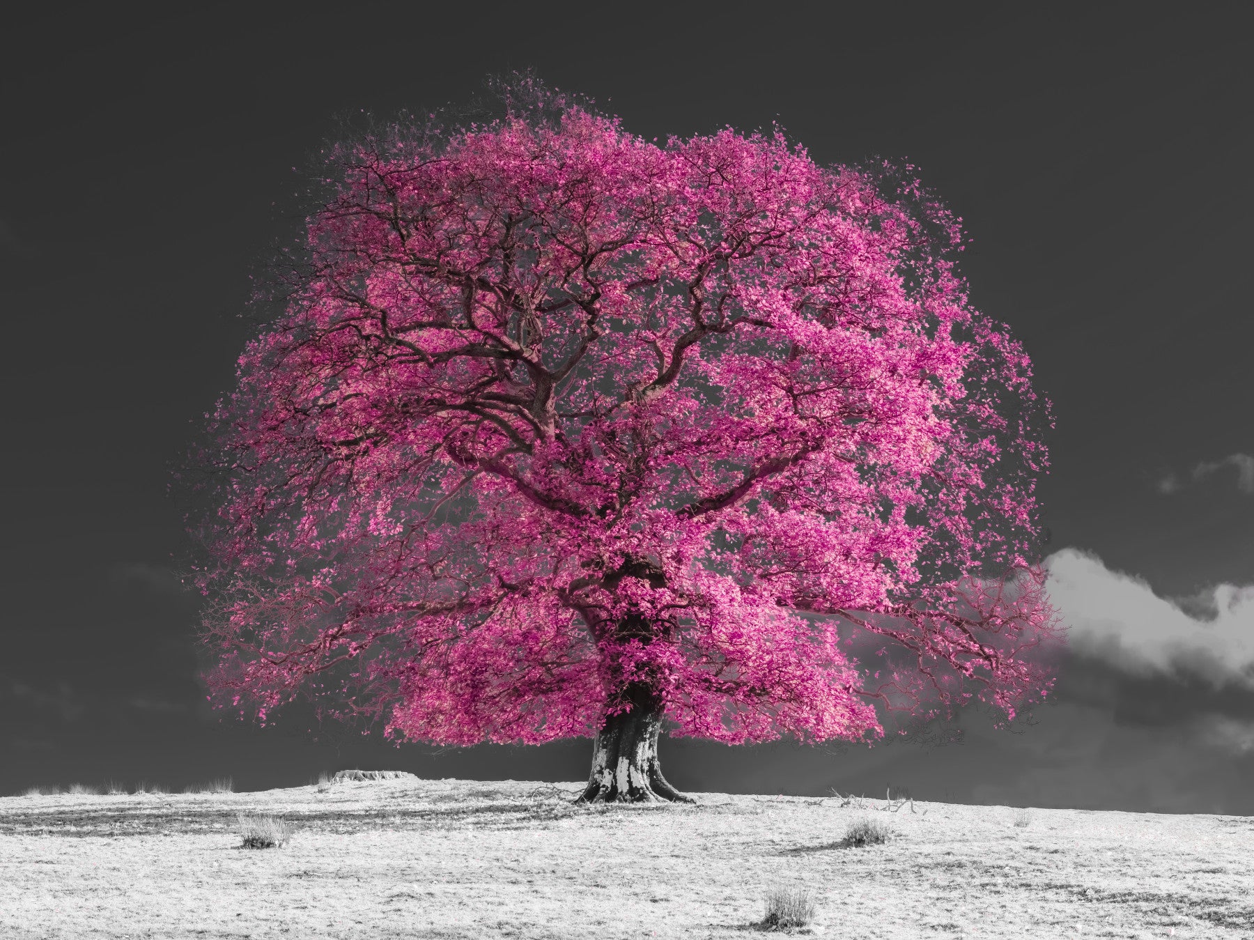 Fresque murale de paysage surréaliste avec feuillage magenta