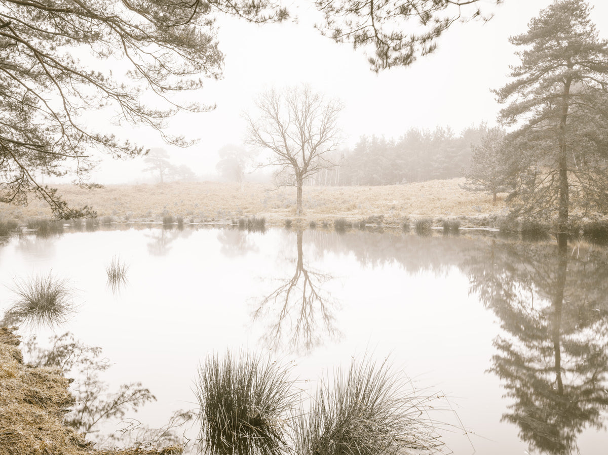Eteryczna sepiańska leśna refleksja — fototapeta ścienna in your room