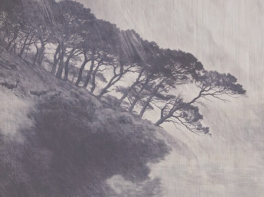 Monochrome Coastal Pines Landscape Wall Mural
