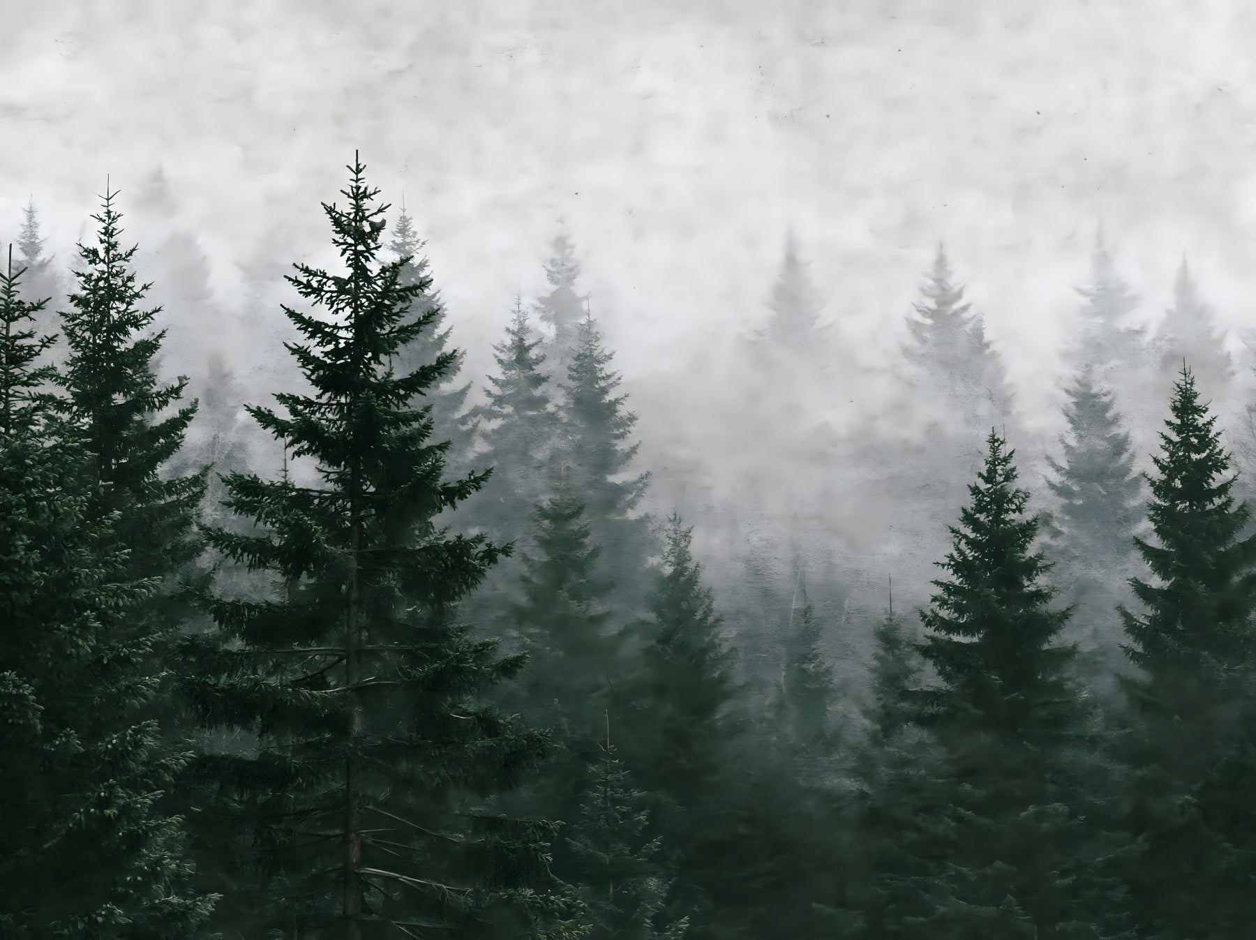 Immergrüne Wildnis im Nebel – Wandbild