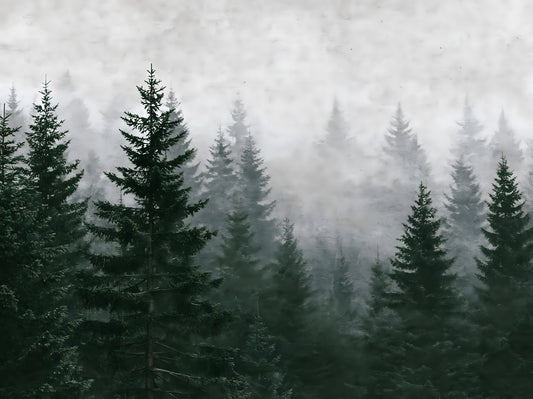 Evergreen Wilderness in Fog Wall Mural