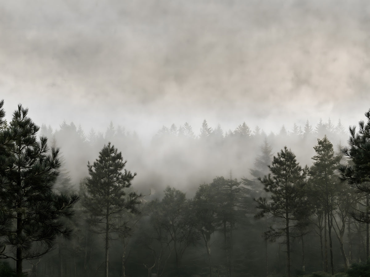 Sylvan Mist Monochrome Scene Wall Mural in your room — zoomed