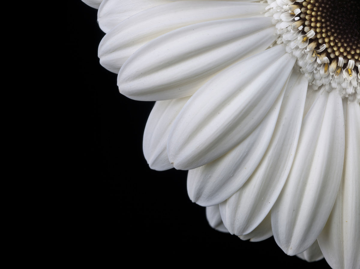 Monokromt vægmaleri med makrostudie af gerbera