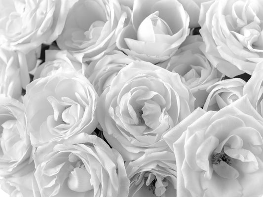 Abstract Petal Layers in Monochrome Wall Mural