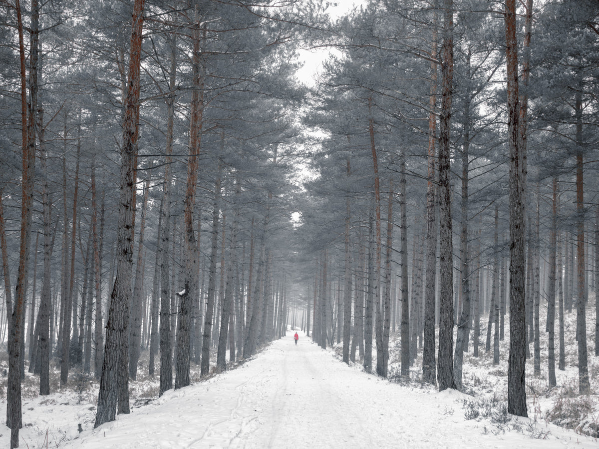 Wolkiger, verschneiter Pfad durch die Kiefern – Wandbild