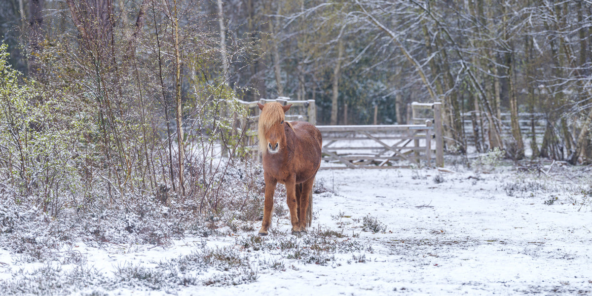 Rustikales Winter-Waldpony-Wandbild