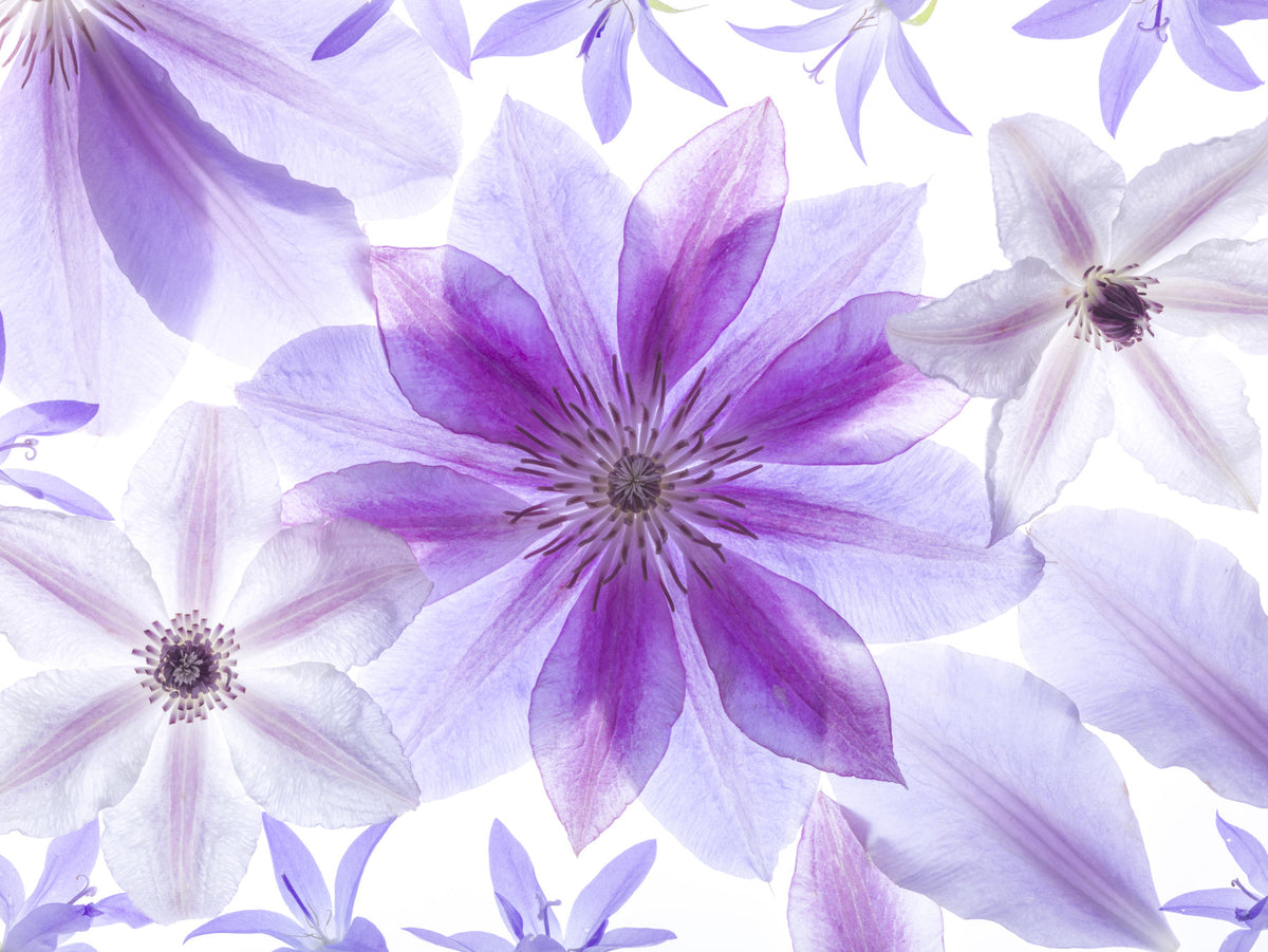 Fototapeta ścienna Lilac Petals – kompozycja botaniczna